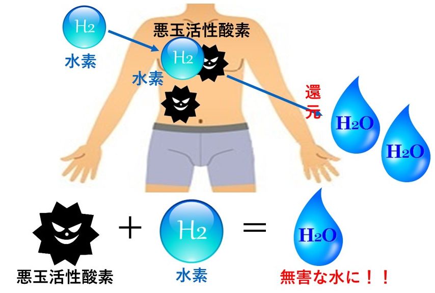 水素と活性酸素